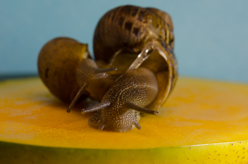 Illustration for article titled 18 Creepy, Crawly Photos Of Insects